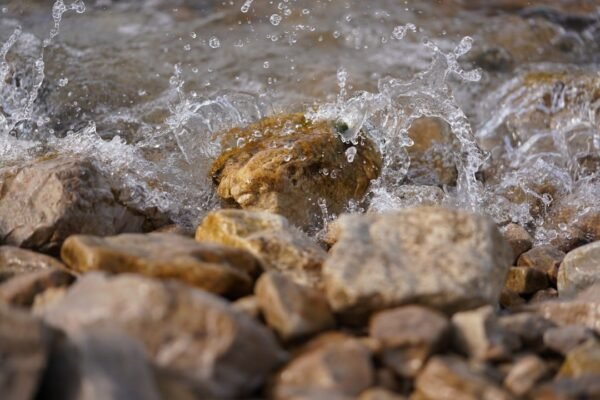Insectos: los guardianes invisibles que revelan la salud de nuestras aguas