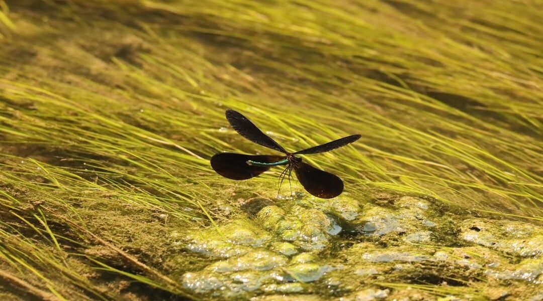 Insectos: los guardianes invisibles de nuestras aguas que aún desconocemos