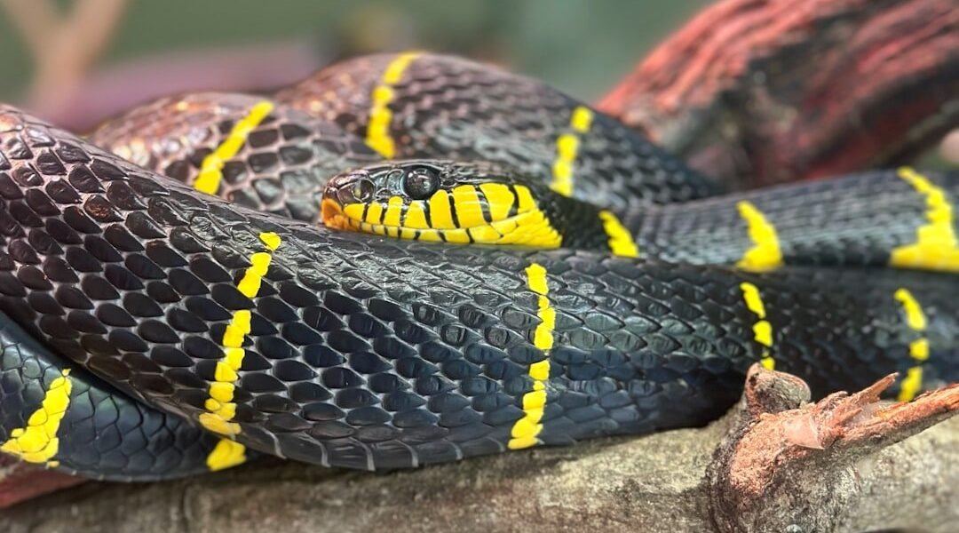 México descubre una nueva especie de serpiente desconocida para la ciencia