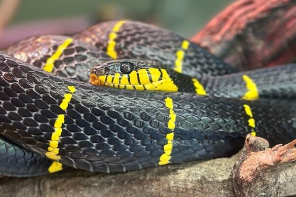 México descubre una nueva especie de serpiente desconocida para la ciencia