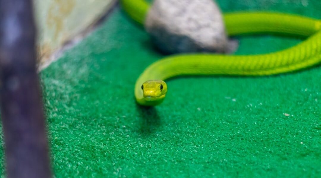México descubre una serpiente jamás documentada: nueva especie enriquece su riqueza herpetológica