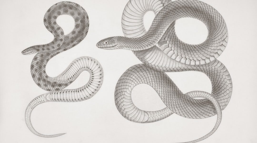 México descubre una serpiente completamente desconocida para la ciencia