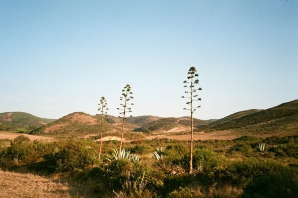 José María Velasco: cuando la ciencia y el arte pintan el mismo paisaje