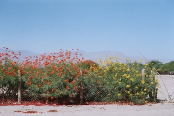 Velasco: cuando la naturaleza se convierte en laboratorio del pintor