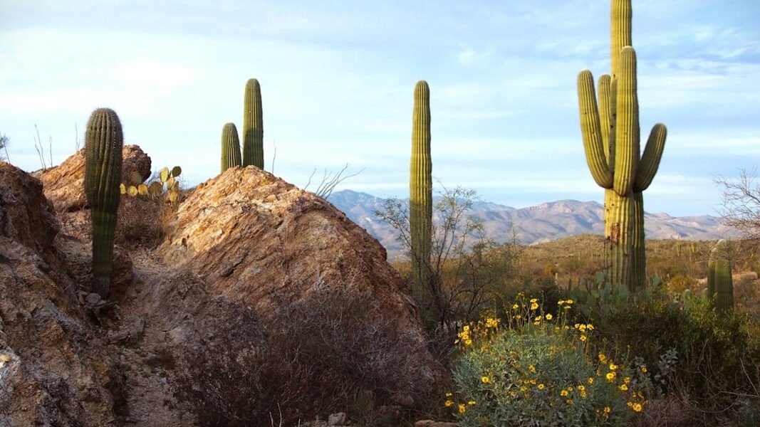 El desierto de Sonora: un oasis de biodiversidad que desafía percepciones