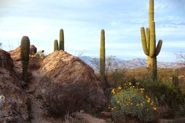 El desierto de Sonora: un oasis de biodiversidad que desafía percepciones