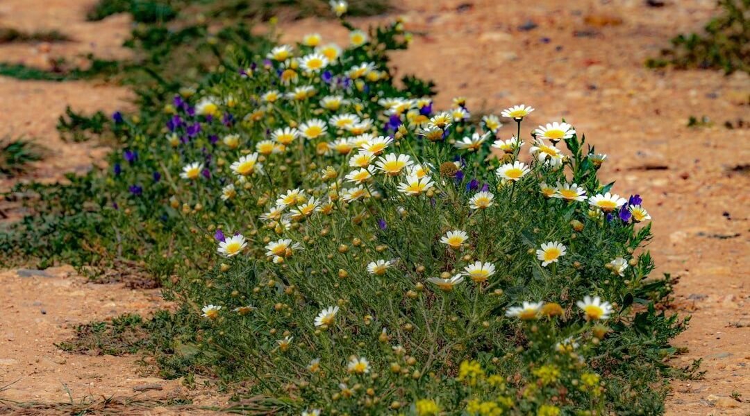 El desierto de Sonora: un oasis de biodiversidad que desafía la aridez