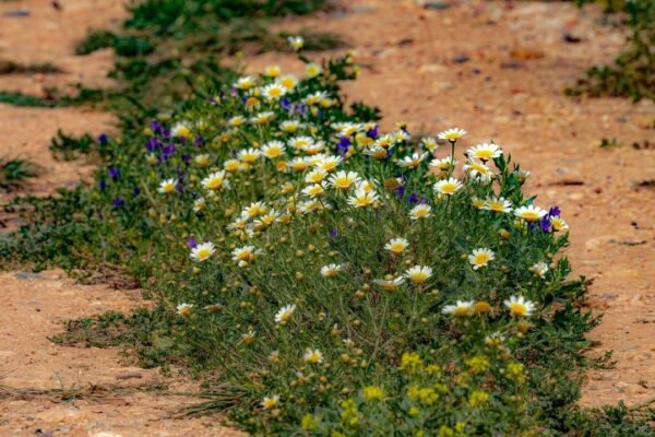 El desierto de Sonora: un oasis de biodiversidad que desafía la aridez