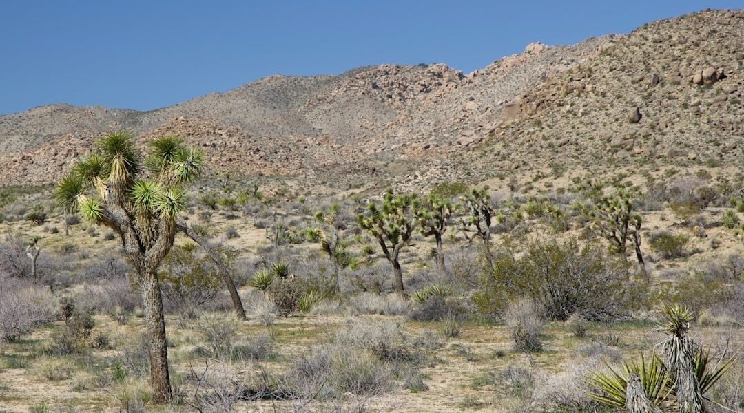 Bajo la arena: cómo el desierto de Sonora desafía la idea de esterilidad