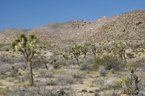Bajo la arena: cómo el desierto de Sonora desafía la idea de esterilidad
