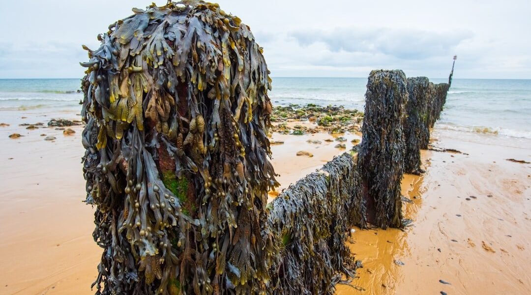 De plaga marina a combustible: México apuesta por convertir el sargazo en energía