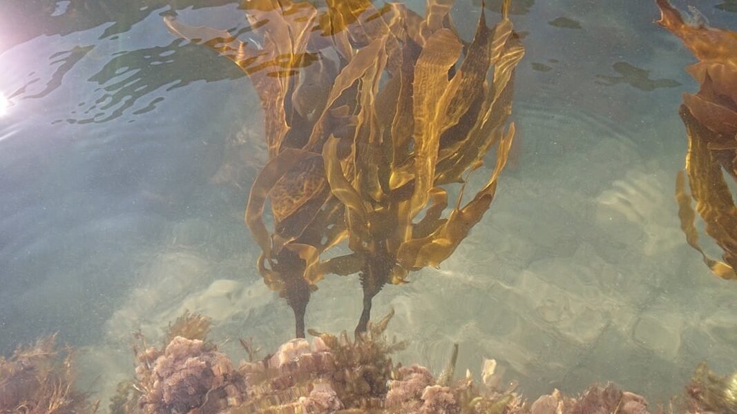 De plaga marina a fuente energética: México transforma el sargazo