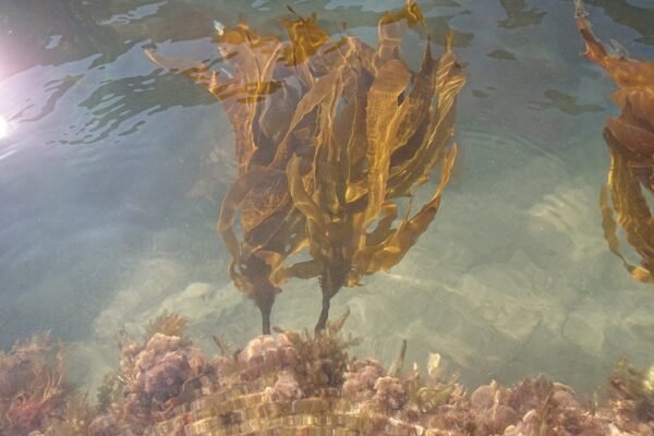 De plaga marina a fuente energética: México transforma el sargazo