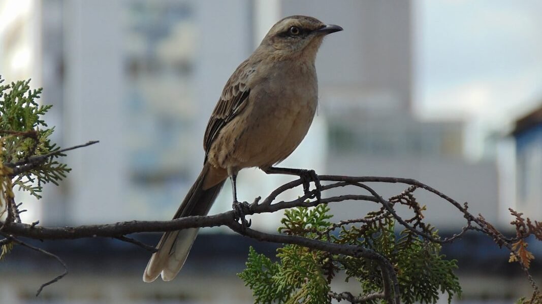 Pájaros urbanos: maestros en química defensiva contra parásitos