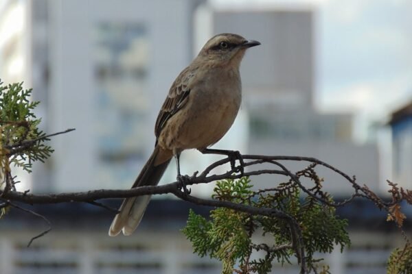 Pájaros urbanos: maestros en química defensiva contra parásitos