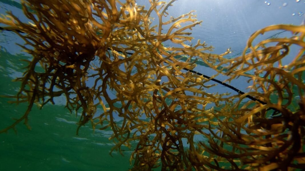 De plaga marina a fuente de energía: México apuesta por transformar el sargazo