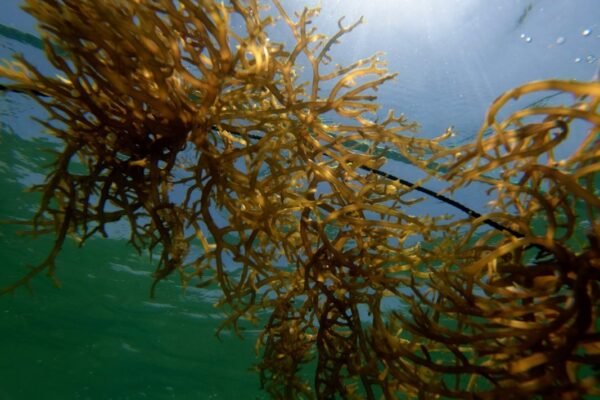 De plaga marina a fuente de energía: México apuesta por transformar el sargazo