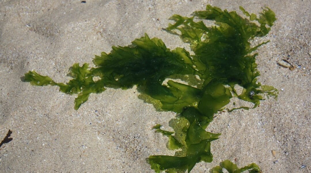 Del problema ambiental a la oportunidad energética: México apuesta por el sargazo