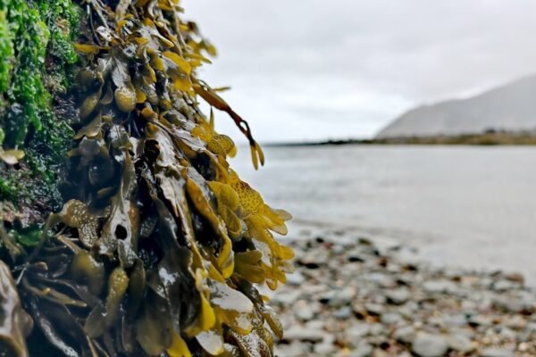 De plaga marina a recurso energético: México apuesta por el sargazo