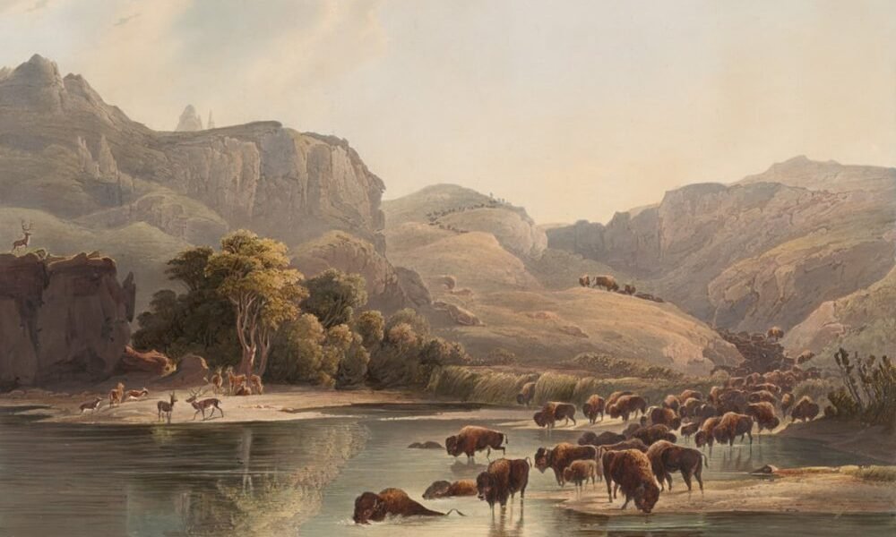 Raíces y fronteras: el cine que reimagina la ecología desde la diáspora