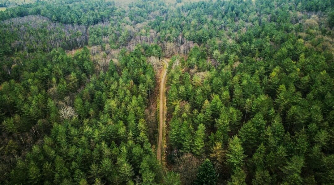 La voz del bosque: triunfo mexicano en Toulouse contra la depredación