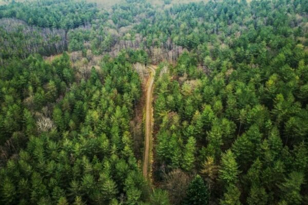 La voz del bosque: triunfo mexicano en Toulouse contra la depredación