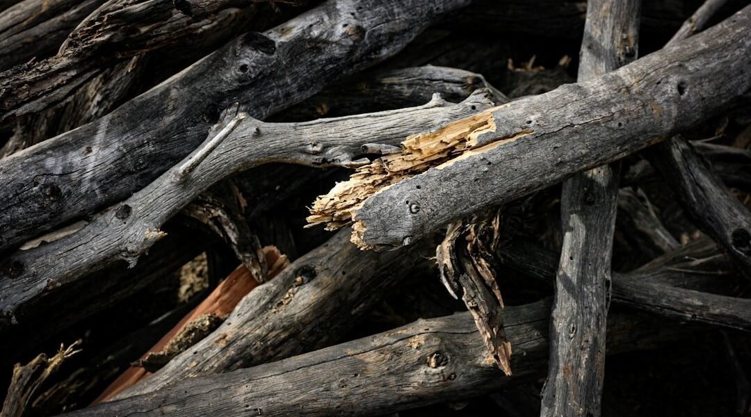 El cine mexicano denuncia desde Europa: La reserva conquista Toulouse