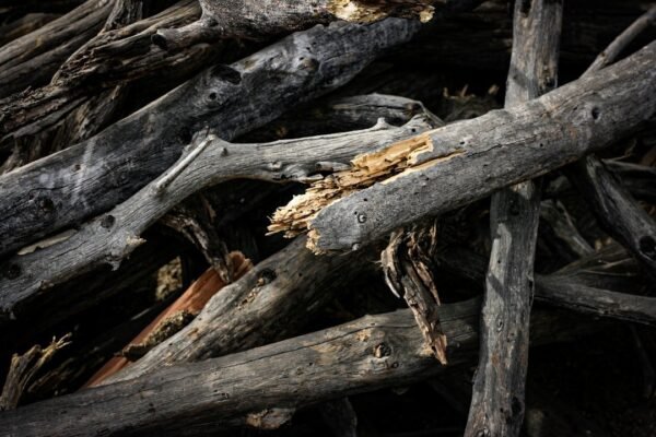 El cine mexicano denuncia desde Europa: La reserva conquista Toulouse