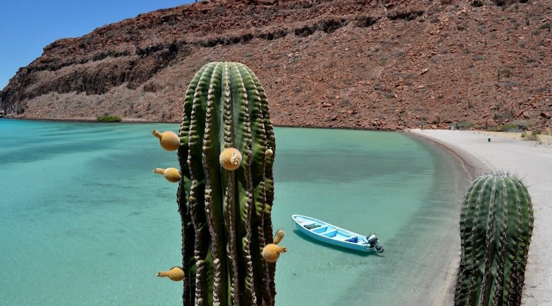 México lucha por recuperar el Mundial de Clavados tras cancelación por violencia