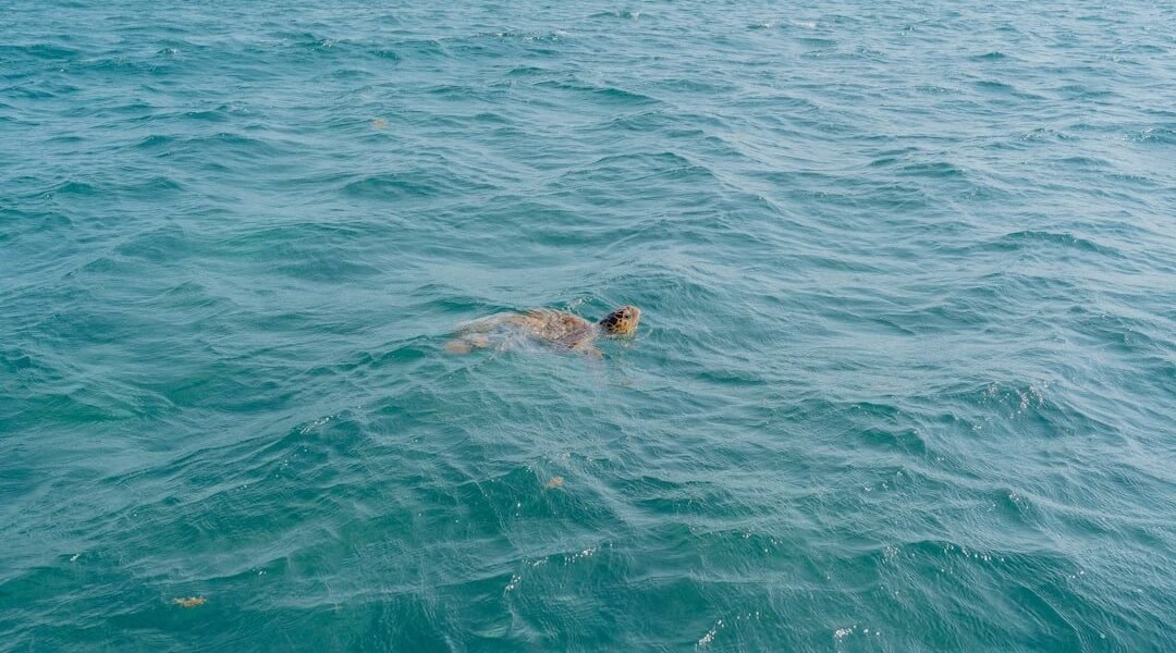 México lucha por recuperar la Copa Mundial de Clavados tras cancelación por inseguridad