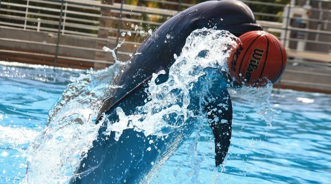 México lucha por rescatar su cita con el clavadismo mundial