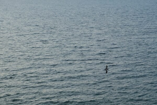 México lucha por recuperar Mundial de Clavados tras crisis de seguridad