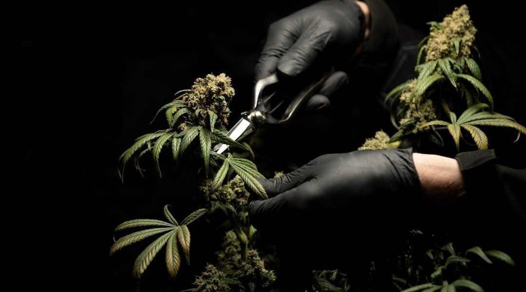 Capturar narcotraficantes no detiene el negocio: la lección económica que gobiernos ignoran