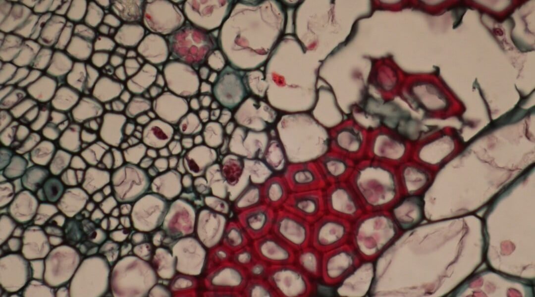 La ciencia mexicana necesita visión colectiva para resolver desafíos nacionales
