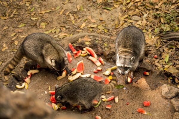 Crisis alimentaria silenciosa: cómo la política de importaciones amenaza la canasta básica mexicana