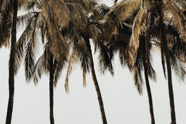 Viernes de cambios en la CDMX: prepárate para mañana fresca y tormentas