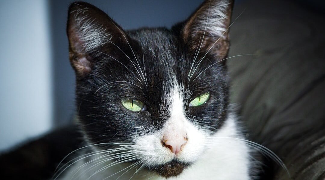 Saprissa sorprende con fichaje desde México: un atacante con experiencia en Liga MX