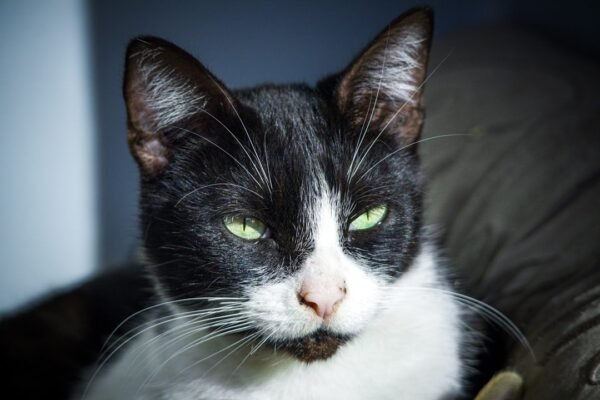 Saprissa sorprende con fichaje desde México: un atacante con experiencia en Liga MX