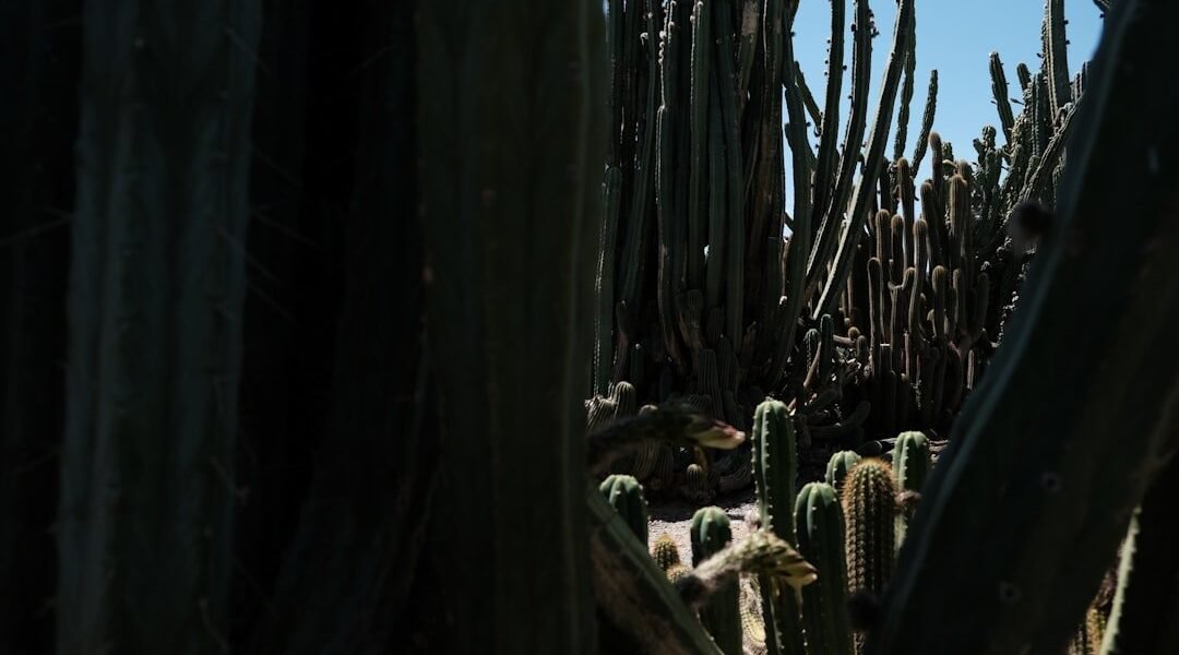 Shirley Manson se convierte en voz de alerta por los cenotes mayas