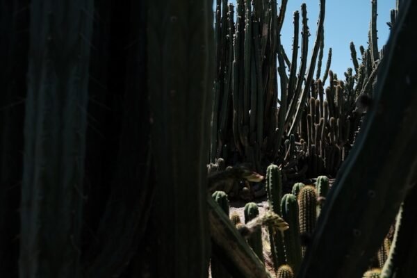 Shirley Manson se convierte en voz de alerta por los cenotes mayas