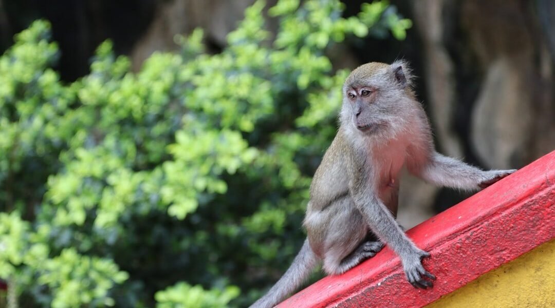 Astrología oriental: qué espera el Mono de Fuego Yang este 23 de marzo