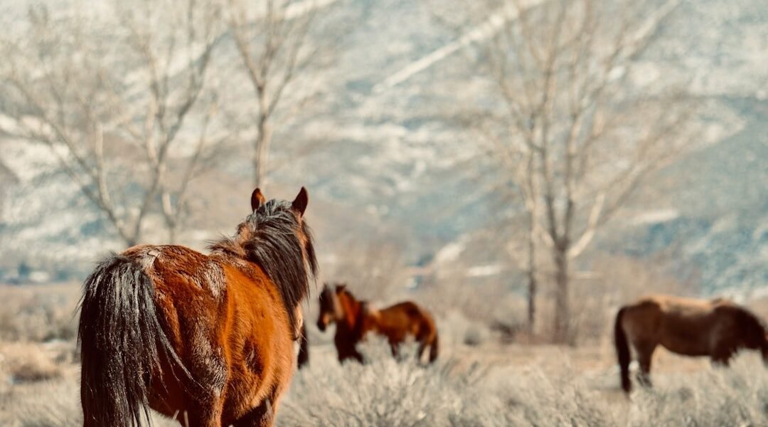 Western épico llega a plataformas: la epopeya ecuestre que cruza fronteras