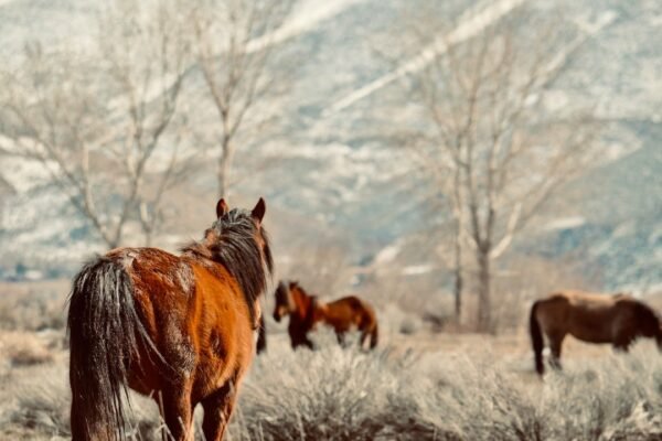 Western épico llega a plataformas: la epopeya ecuestre que cruza fronteras