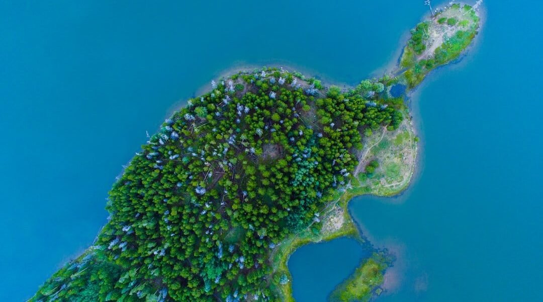 IA para la selva: cómo la tecnología debe servir a la crisis ambiental de América Latina