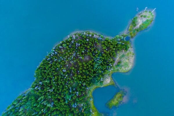 IA para la selva: cómo la tecnología debe servir a la crisis ambiental de América Latina