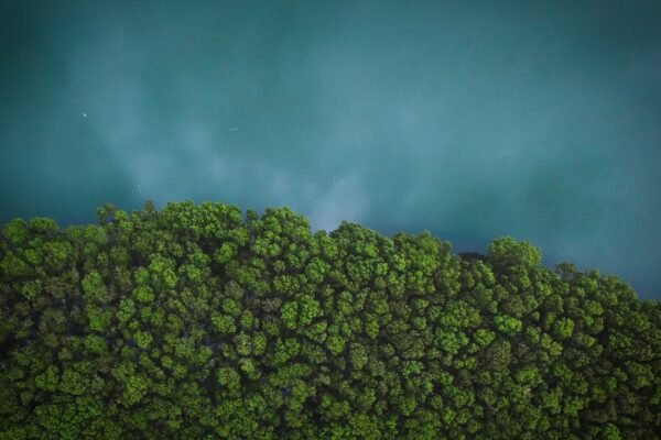 IA para la crisis climática: la apuesta de América Latina