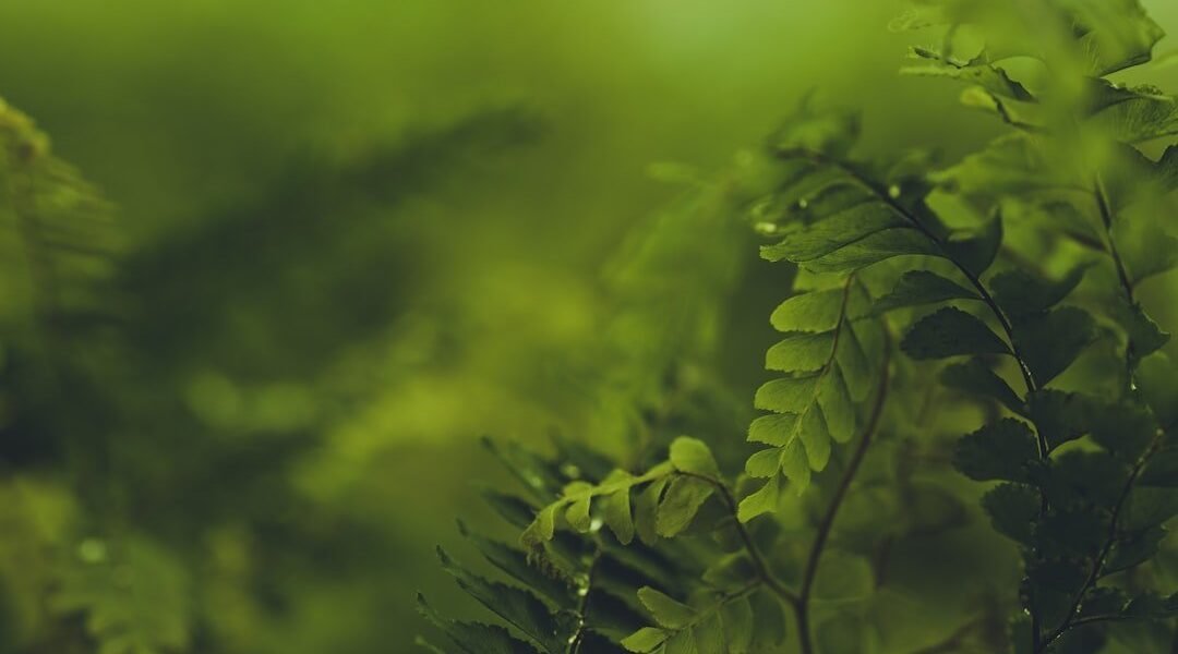 IA con propósito: la apuesta latinoamericana contra la crisis ambiental