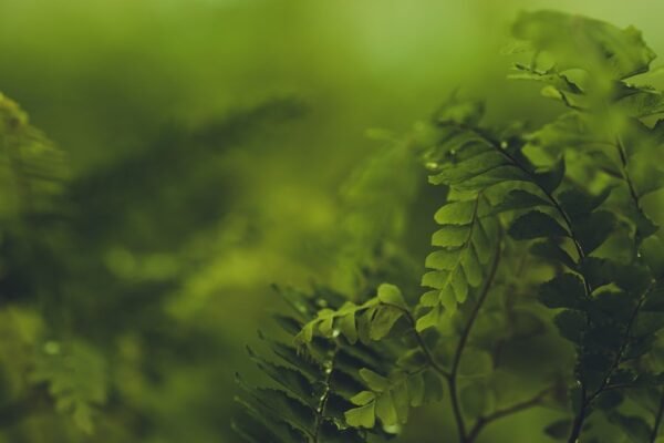 IA con propósito: la apuesta latinoamericana contra la crisis ambiental