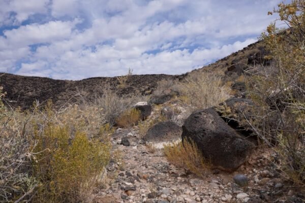 Paneles solares en desiertos: la lección de China para transformar ecosistemas áridos