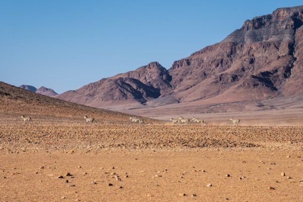 Paneles solares en desiertos: China demuestra que la energía limpia transforma ecosistemas